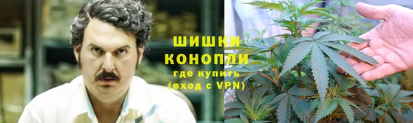 трава Белокуриха