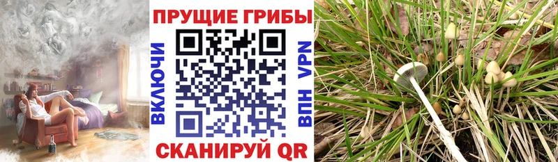 Галлюциногенные грибы Magic Shrooms Жиздра